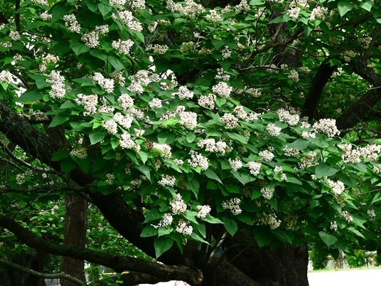 {Catalpa bignonioides}